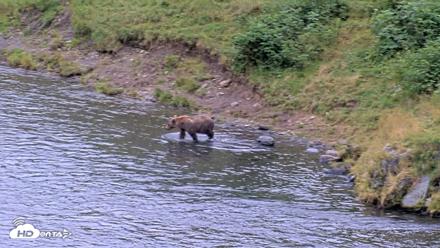 Kodiak Alaska Brown Bears Live Webcam - Aug 19, 2026, 4:35pm AKDT