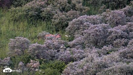 Kodiak Alaska Brown Bears Live Webcam - Jul 28, 2026, 10:40pm AKDT