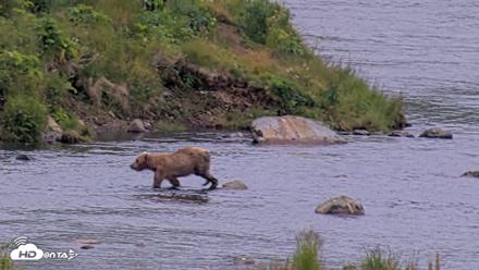 Kodiak Alaska Brown Bears Live Webcam - Aug 9, 2026, 9:10pm AKDT