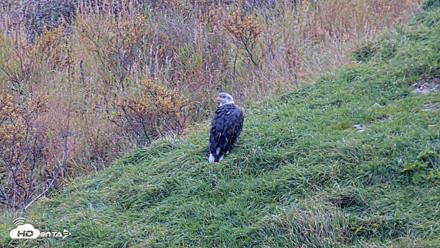 Kodiak Alaska Brown Bears Live Webcam - Oct 8, 2026, 1:44pm AKDT