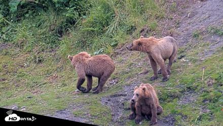 Kodiak Alaska Brown Bears Live Webcam - Jul 25, 2026, 11:52am AKDT