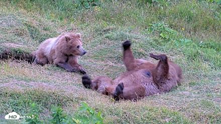 Kodiak Alaska Brown Bears Live Webcam - Aug 3, 2026, 7:59pm AKDT