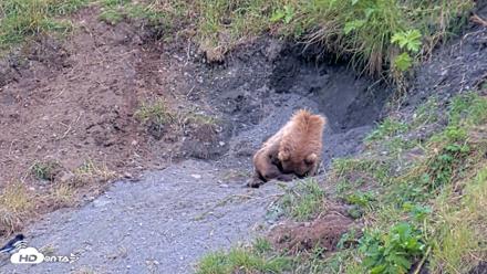 Kodiak Alaska Brown Bears Live Webcam - Aug 3, 2026, 2:59pm AKDT