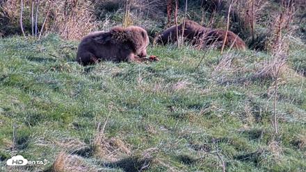 Kodiak Alaska Brown Bears Live Webcam - Oct 21, 2026, 3:12pm AKDT