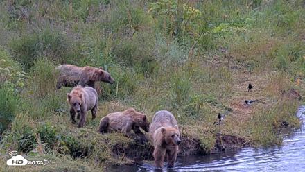 Kodiak Alaska Brown Bears Live Webcam - Aug 2, 2026, 12:25pm AKDT