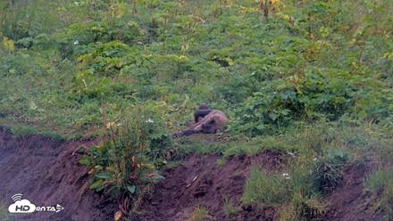 Kodiak Alaska Brown Bears Live Webcam - Aug 14, 2026, 11:46am AKDT