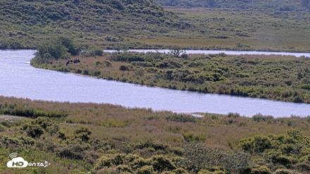 Kodiak Alaska Brown Bears Live Webcam - Aug 8, 2026, 10:41am AKDT