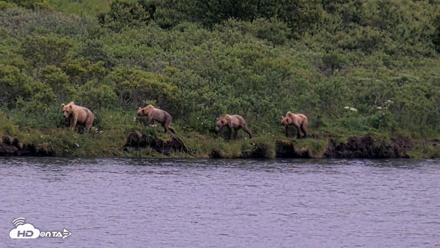 Kodiak Alaska Brown Bears Live Webcam - Aug 5, 2026, 6:44am AKDT