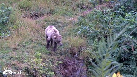 Kodiak Alaska Brown Bears Live Webcam - Aug 14, 2026, 3:42pm AKDT