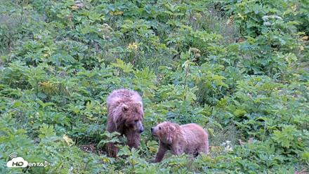 Kodiak Alaska Brown Bears Live Webcam - Aug 3, 2026, 7:49pm AKDT