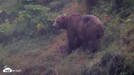 Kodiak Alaska Brown Bears Live Webcam - Aug 4, 2026, 6:55am AKDT