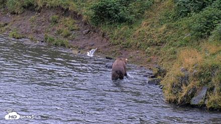 Kodiak Alaska Brown Bears Live Webcam - Aug 17, 2026, 7:42pm AKDT