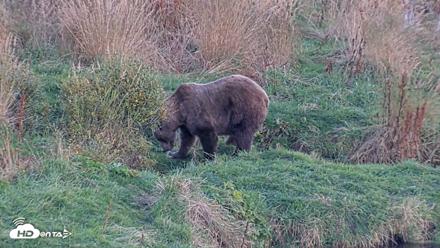 Kodiak Alaska Brown Bears Live Webcam - Oct 1, 2026, 7:12pm AKDT
