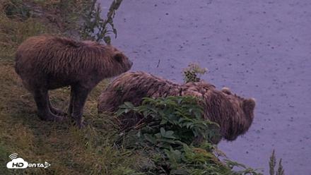 Kodiak Alaska Brown Bears Live Webcam - Aug 4, 2026, 6:23am AKDT