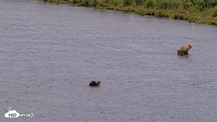 Kodiak Alaska Brown Bears Live Webcam - Aug 10, 2026, 11:57am AKDT