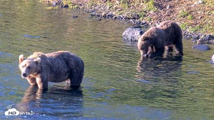 Kodiak Alaska Brown Bears Live Webcam - Aug 21, 2026, 9:10am AKDT