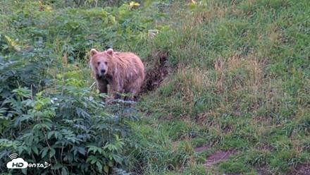 Kodiak Alaska Brown Bears Live Webcam - Aug 14, 2026, 8:24pm AKDT