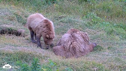 Kodiak Alaska Brown Bears Live Webcam - Aug 3, 2026, 7:58pm AKDT