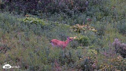 Kodiak Alaska Brown Bears Live Webcam - Aug 15, 2026, 10:00pm AKDT
