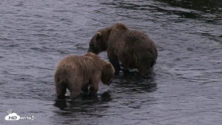 Kodiak Alaska Brown Bears Live Webcam - Aug 11, 2026, 6:35am AKDT