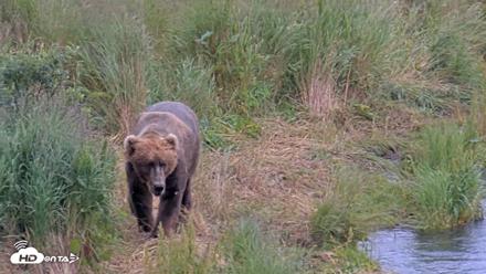 Kodiak Alaska Brown Bears Live Webcam - Aug 7, 2026, 5:18pm AKDT