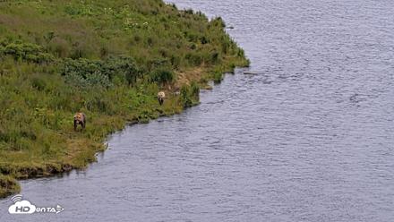 Kodiak Alaska Brown Bears Live Webcam - Aug 4, 2026, 4:31pm AKDT