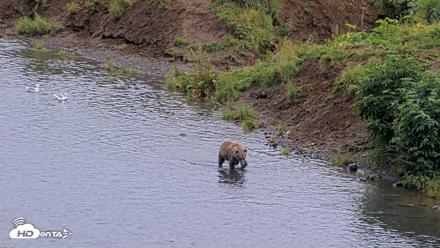 Kodiak Alaska Brown Bears Live Webcam - Aug 17, 2026, 4:06pm AKDT