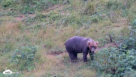 Kodiak Alaska Brown Bears Live Webcam - Aug 15, 2026, 2:58pm AKDT