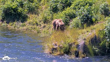 Kodiak Alaska Brown Bears Live Webcam - Jul 26, 2026, 12:35pm AKDT