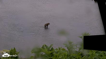 Kodiak Alaska Brown Bears Live Webcam - Jul 21, 2026, 7:04am AKDT
