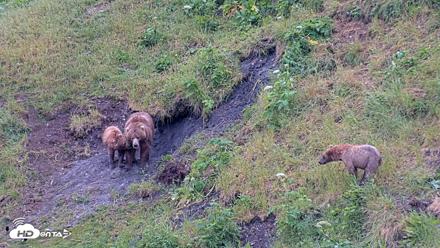 Kodiak Alaska Brown Bears Live Webcam - Jul 25, 2026, 9:07am AKDT