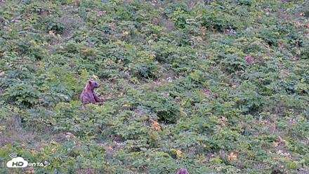 Kodiak Alaska Brown Bears Live Webcam - Aug 3, 2026, 2:46pm AKDT