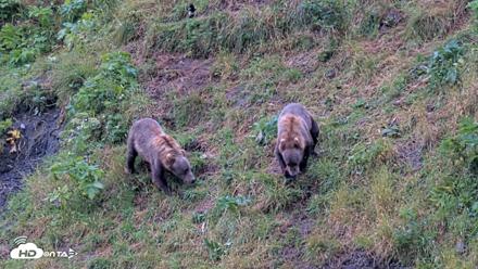 Kodiak Alaska Brown Bears Live Webcam - Aug 13, 2026, 11:52am AKDT