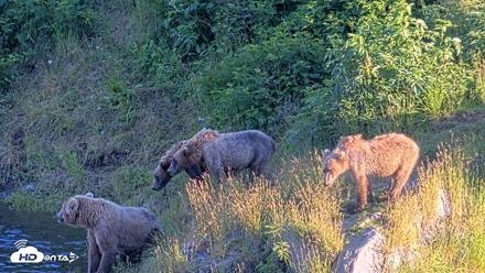 Kodiak Alaska Brown Bears Live Webcam - Jul 30, 2026, 8:51pm AKDT