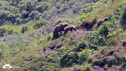 Kodiak Alaska Brown Bears Live Webcam - Jul 31, 2026, 2:17pm AKDT