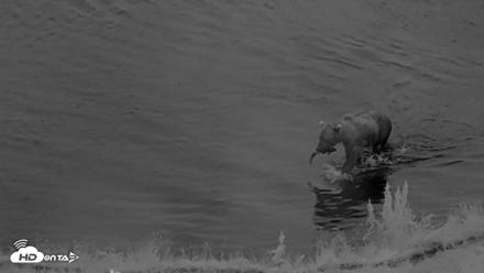Kodiak Alaska Brown Bears Live Webcam - Aug 19, 2026, 6:54am AKDT