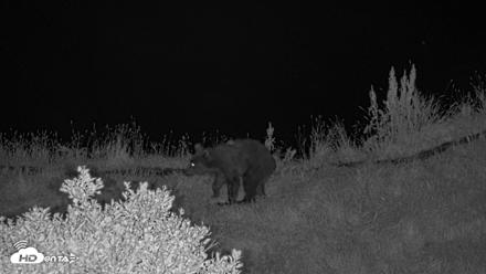 Kodiak Alaska Brown Bears Live Webcam - Aug 18, 2026, 10:44pm AKDT