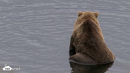 Kodiak Alaska Brown Bears Live Webcam - Aug 20, 2026, 8:26pm AKDT