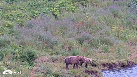 Kodiak Alaska Brown Bears Live Webcam - Aug 7, 2026, 2:56pm AKDT