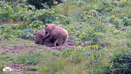 Kodiak Alaska Brown Bears Live Webcam - Aug 6, 2026, 3:09pm AKDT