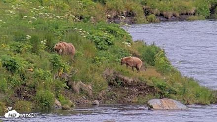 Kodiak Alaska Brown Bears Live Webcam - Aug 5, 2026, 2:36pm AKDT