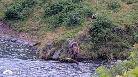 Kodiak Alaska Brown Bears Live Webcam - Aug 23, 2026, 2:27pm AKDT