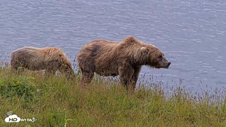 Kodiak Alaska Brown Bears Live Webcam - Aug 2, 2026, 11:04am AKDT