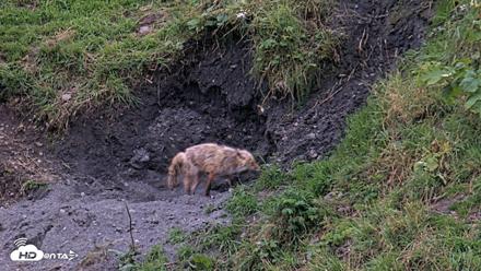 Kodiak Alaska Brown Bears Live Webcam - Aug 21, 2026, 8:53pm AKDT