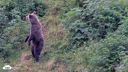 Kodiak Alaska Brown Bears Live Webcam - Aug 20, 2026, 7:07pm AKDT