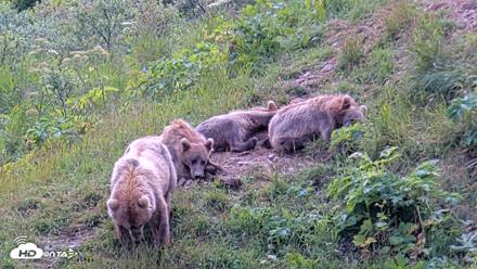 Kodiak Alaska Brown Bears Live Webcam - Aug 1, 2026, 2:05pm AKDT