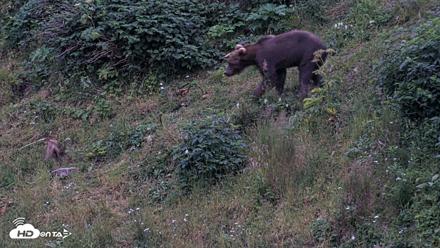 Kodiak Alaska Brown Bears Live Webcam - Aug 9, 2026, 10:16pm AKDT