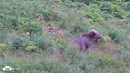 Kodiak Alaska Brown Bears Live Webcam - Aug 7, 2026, 4:37pm AKDT