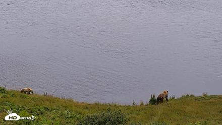 Kodiak Alaska Brown Bears Live Webcam - Aug 4, 2026, 4:32pm AKDT