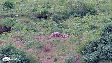Kodiak Alaska Brown Bears Live Webcam - Aug 2, 2026, 10:54am AKDT